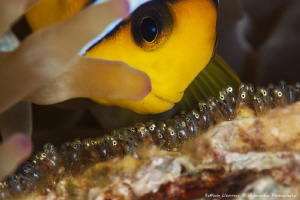 Nemo fish with babies by Raffaele Livornese 